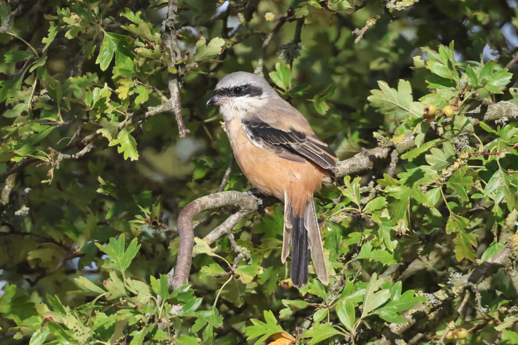 Long-tailed Shrike