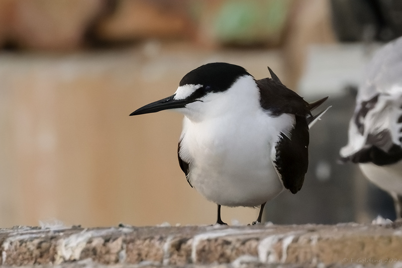 Sooty Tern