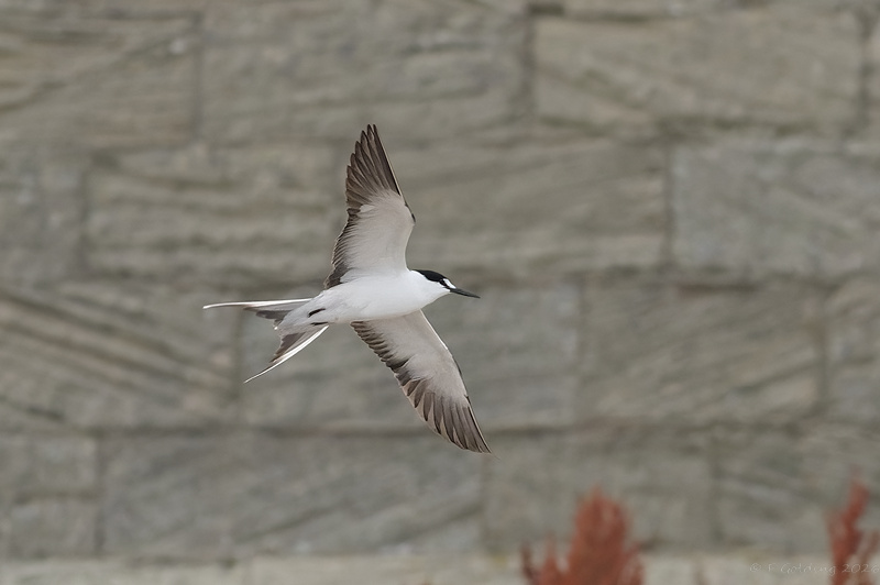 Sooty Tern