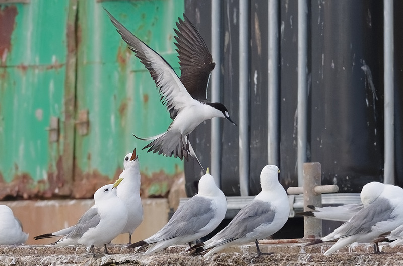 Sooty Tern