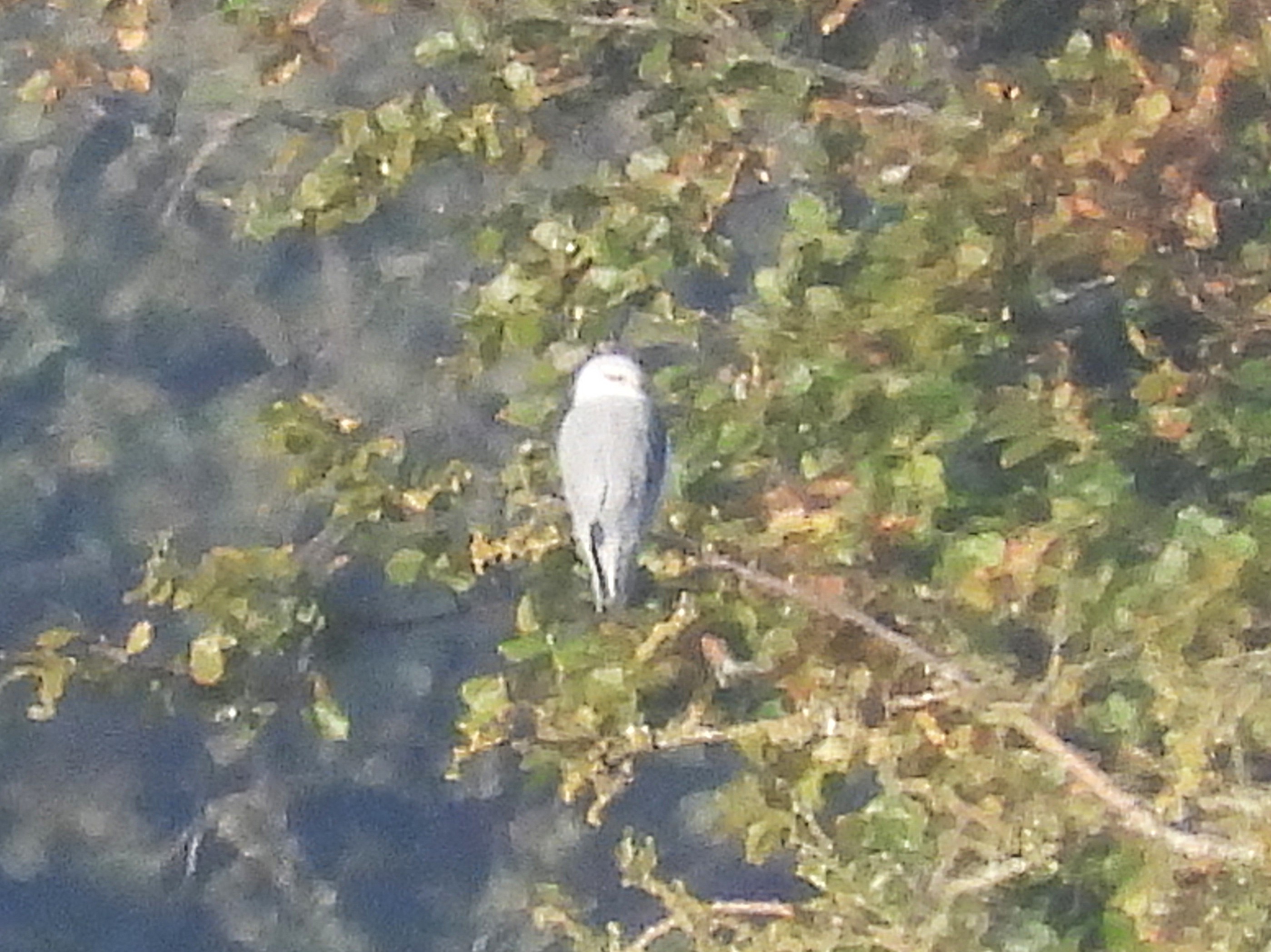 Black-winged Kite