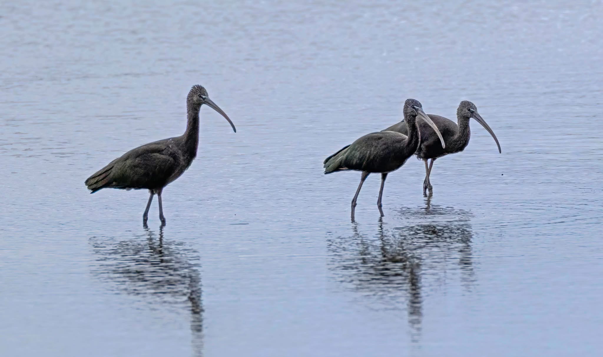 Glossy Ibis
