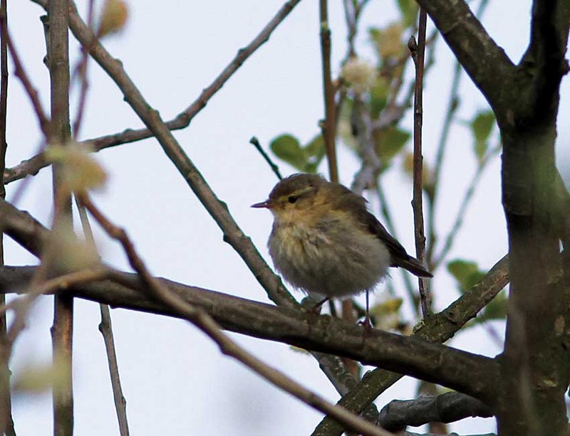 Iberian Chiffchaff