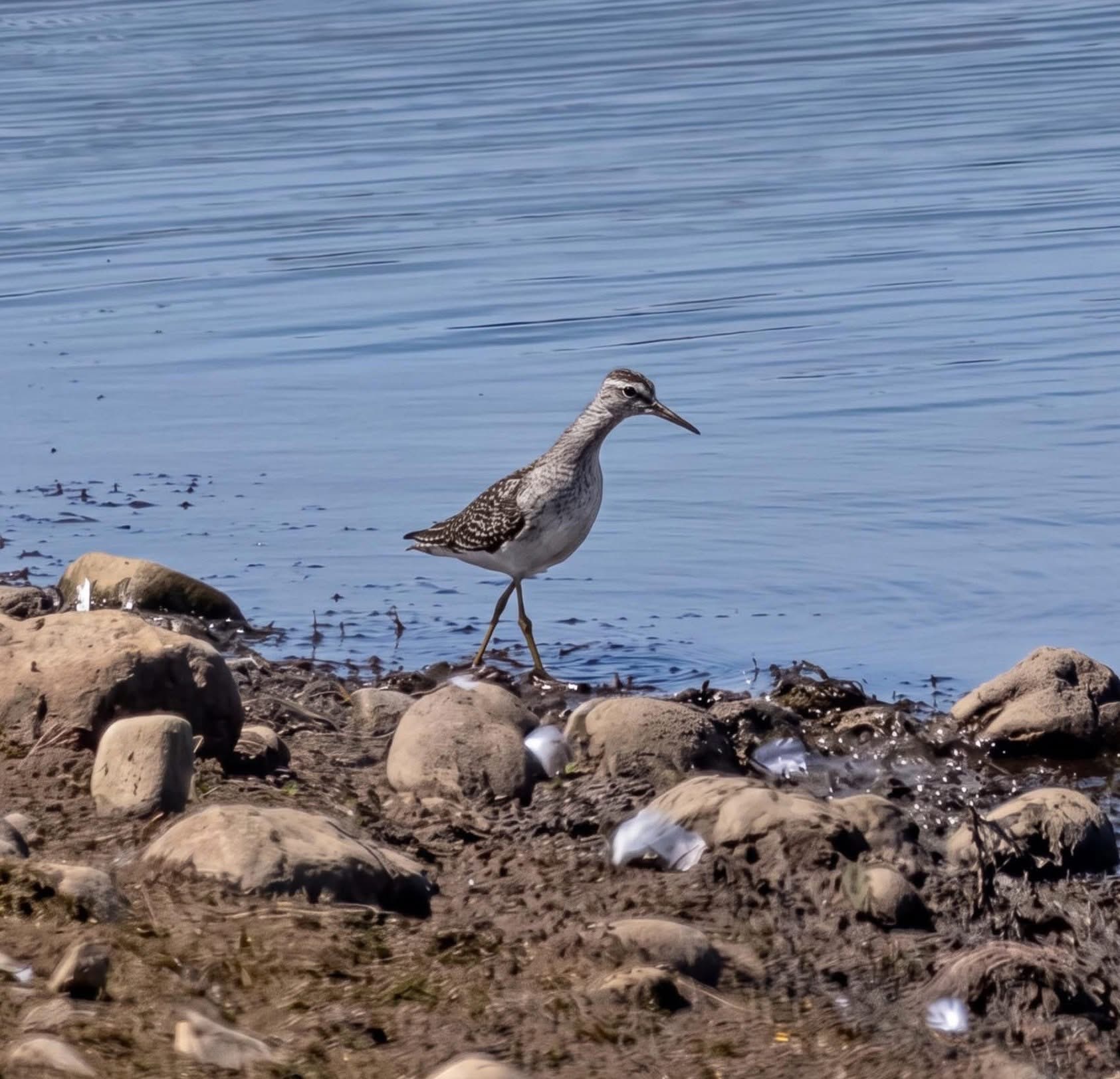 Wood Sandpiper
