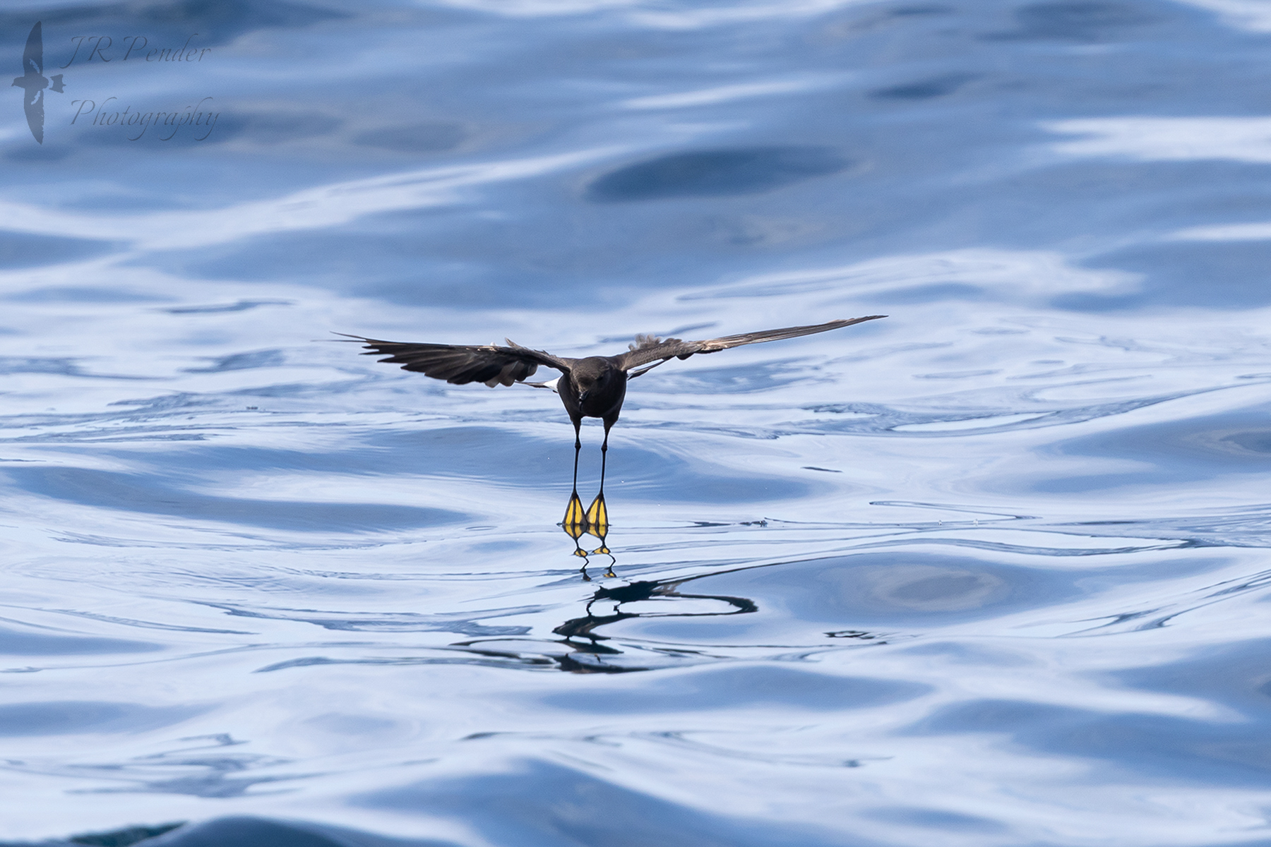 Wilson's Petrel
