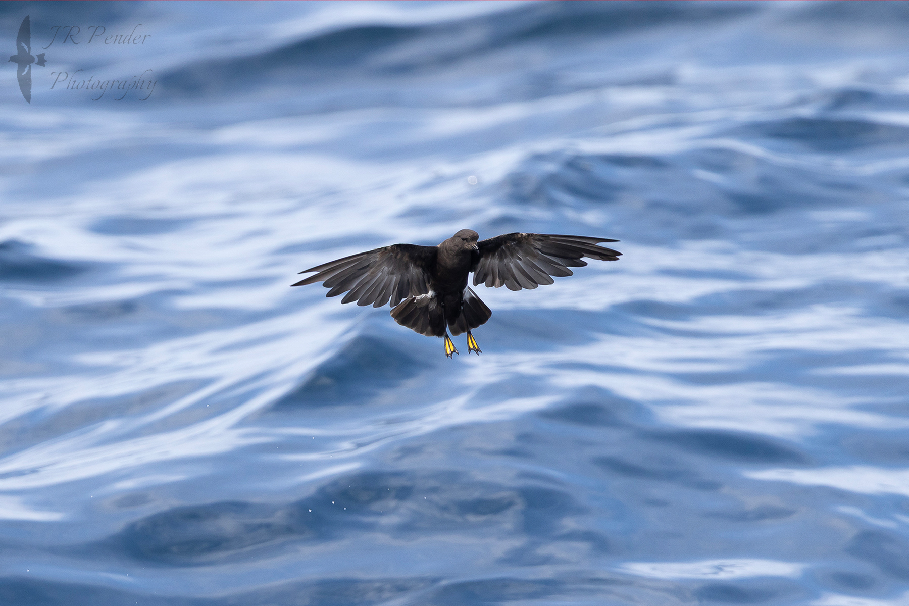 Wilson's Petrel