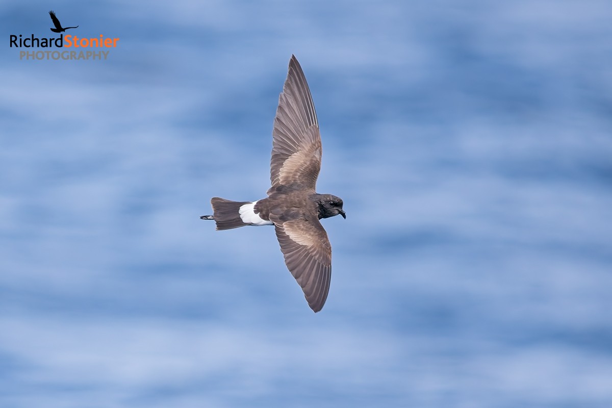 Wilson's Petrel