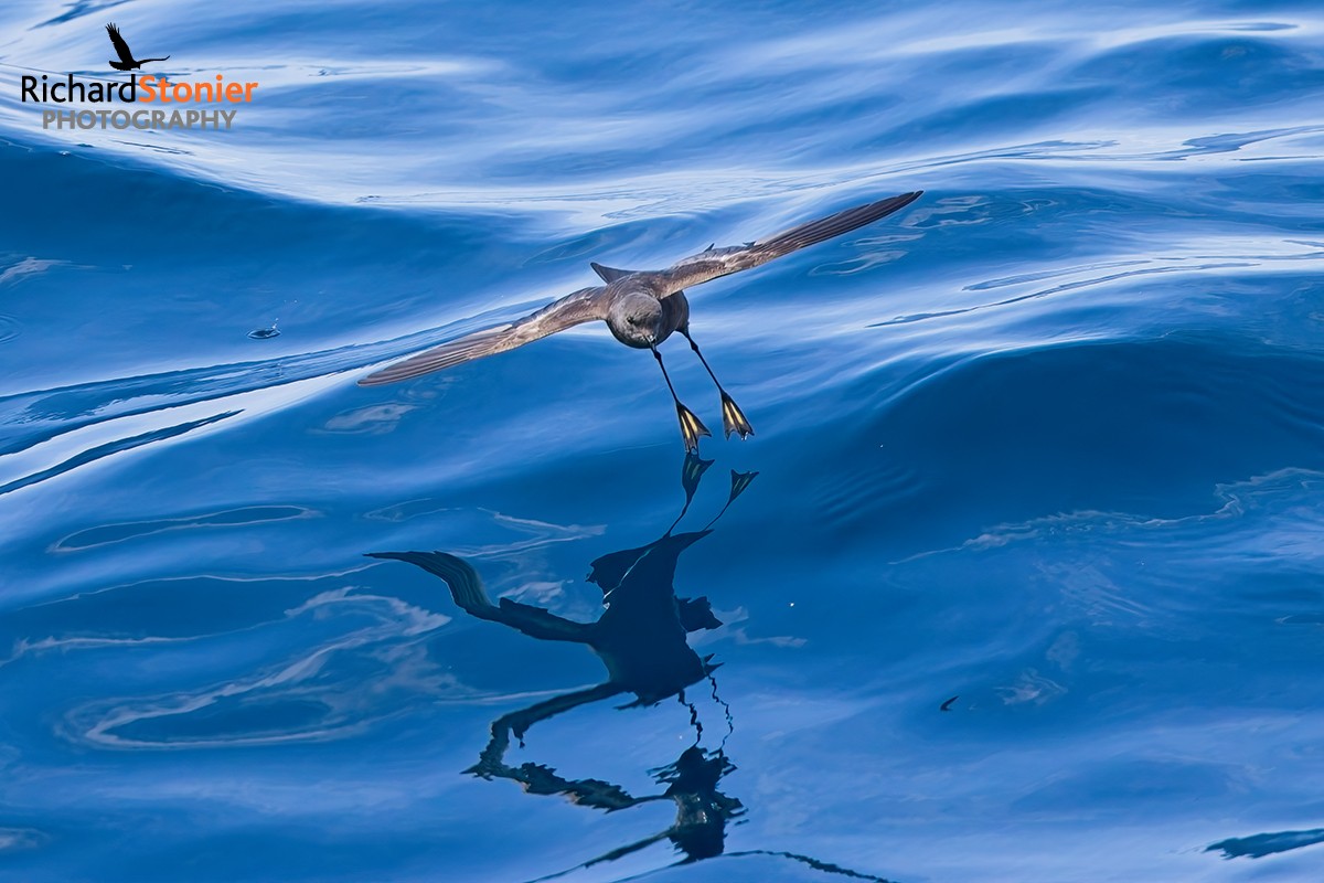 Wilson's Petrel