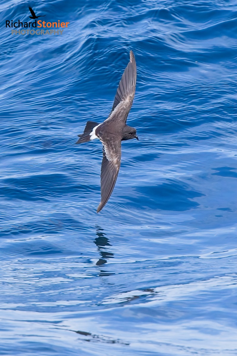 Wilson's Petrel