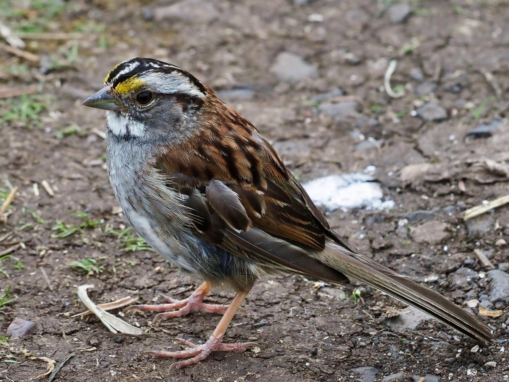 White-throated Sparrow