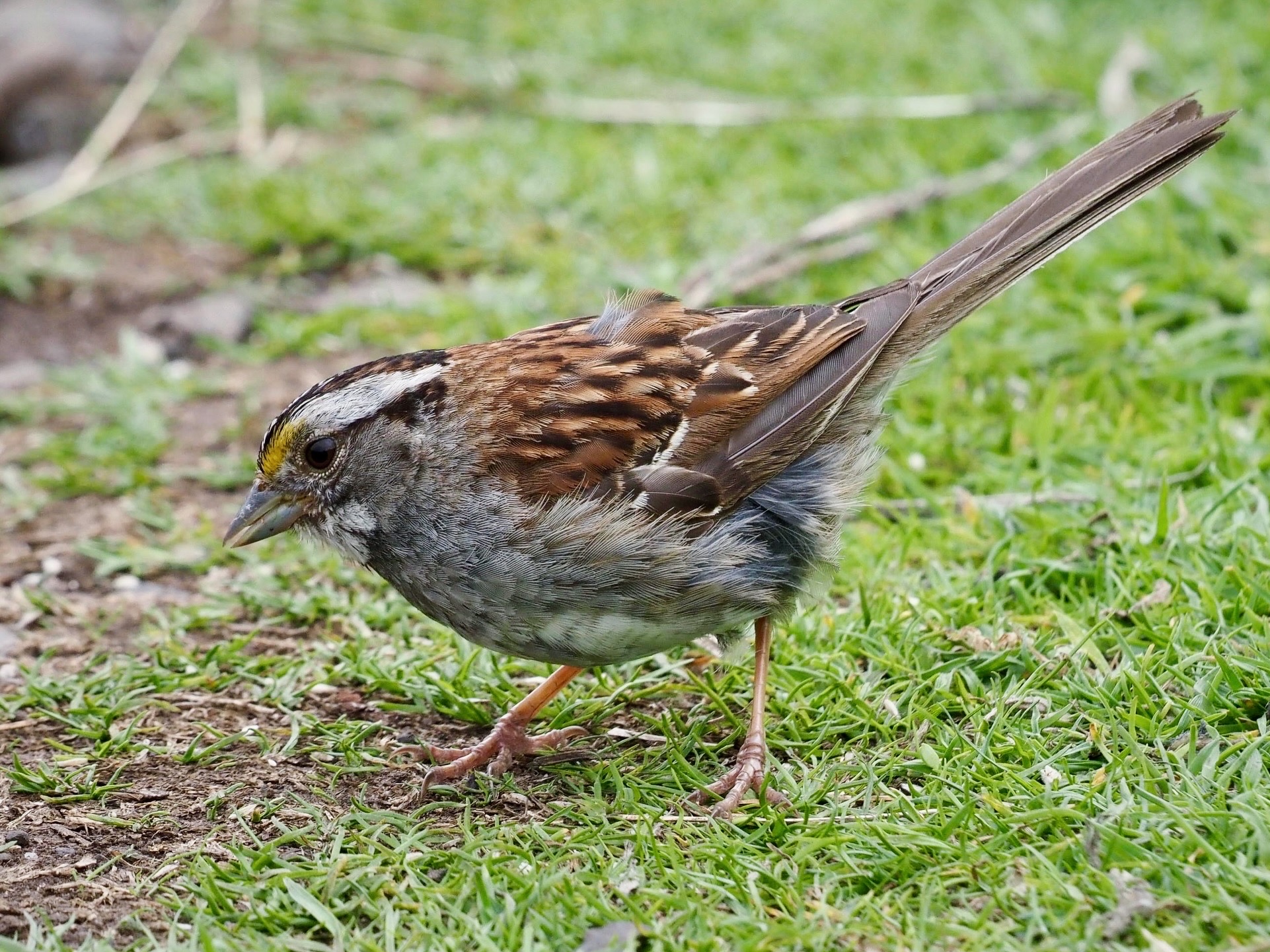 White-throated Sparrow