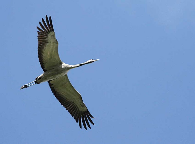 Common Crane