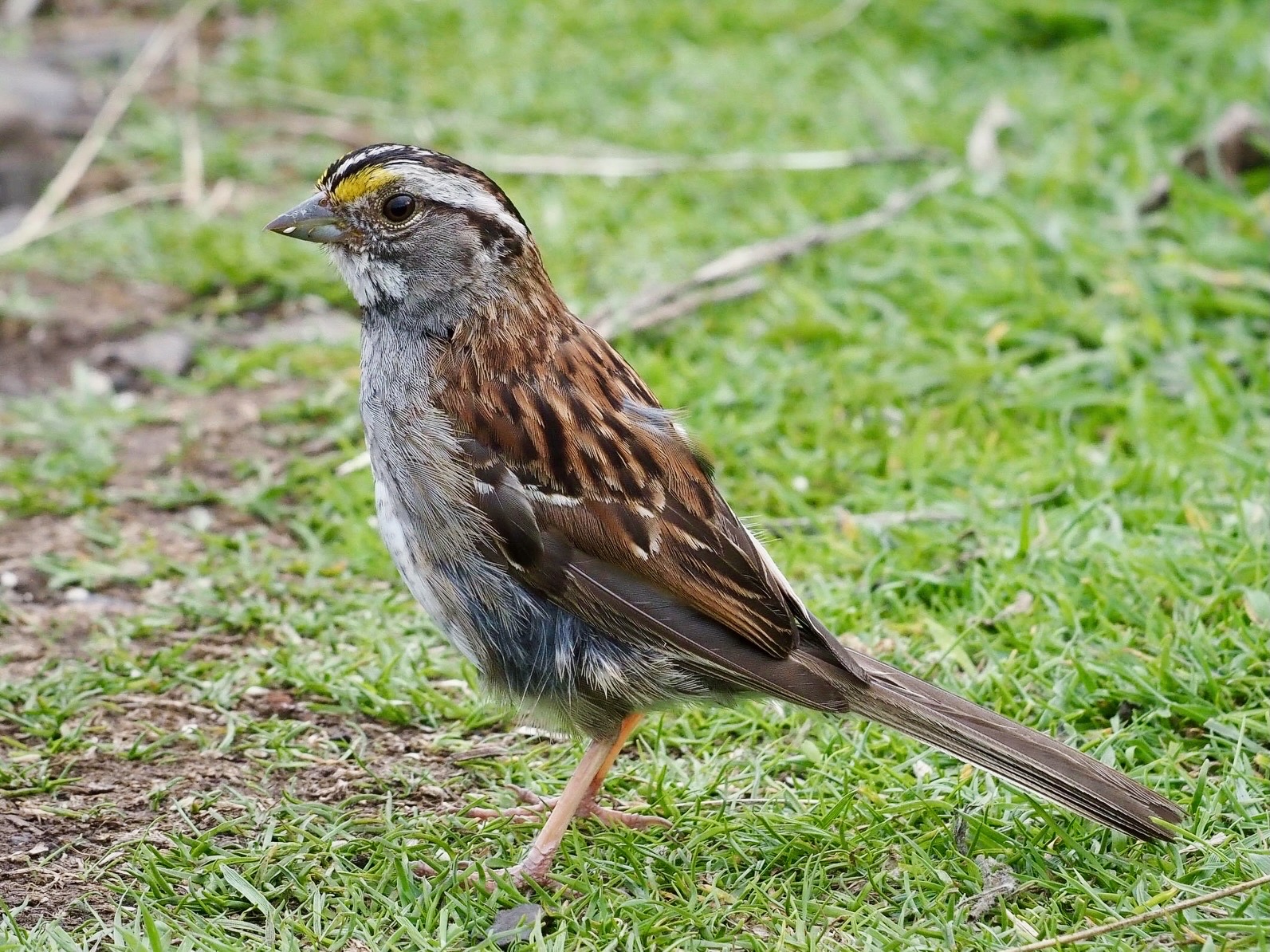 White-throated Sparrow