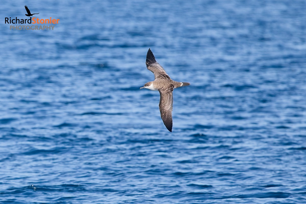 Great Shearwater 