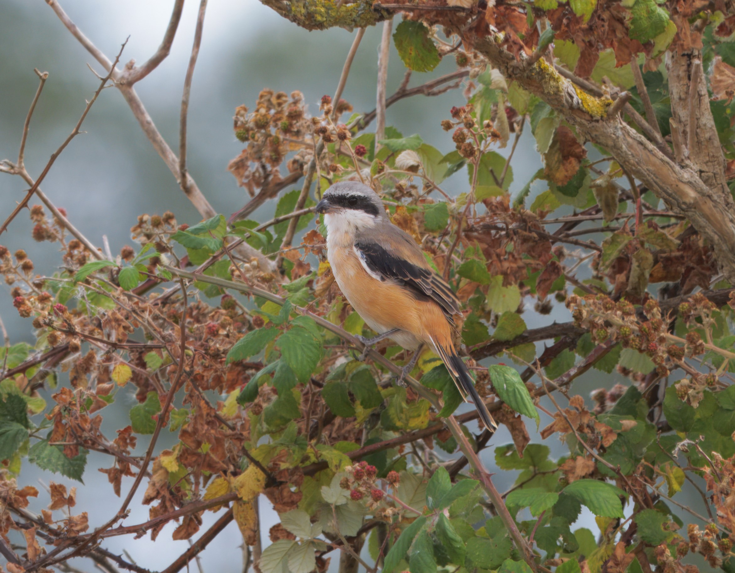Long-tailed Shrike