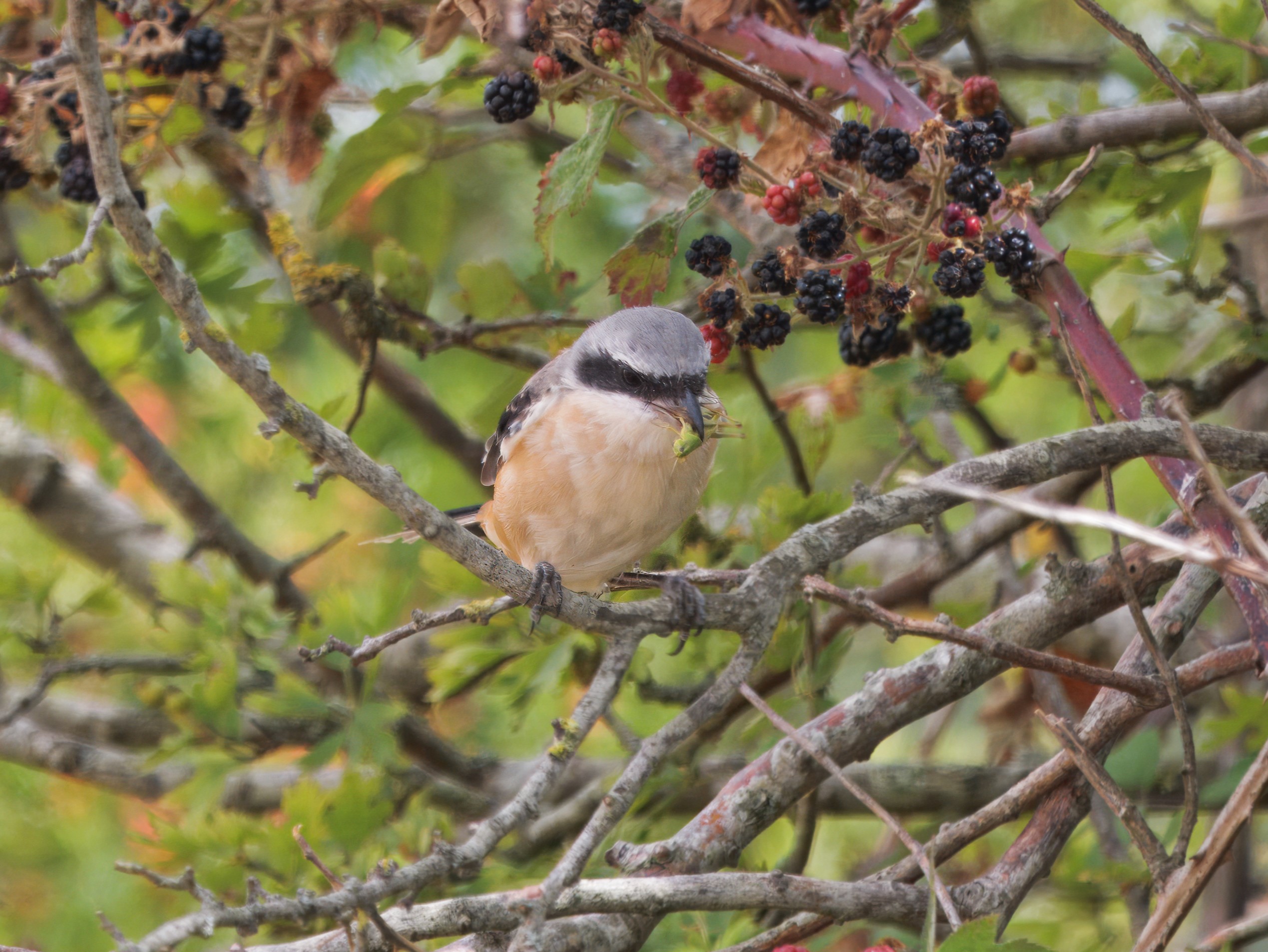 Long-tailed Shrike