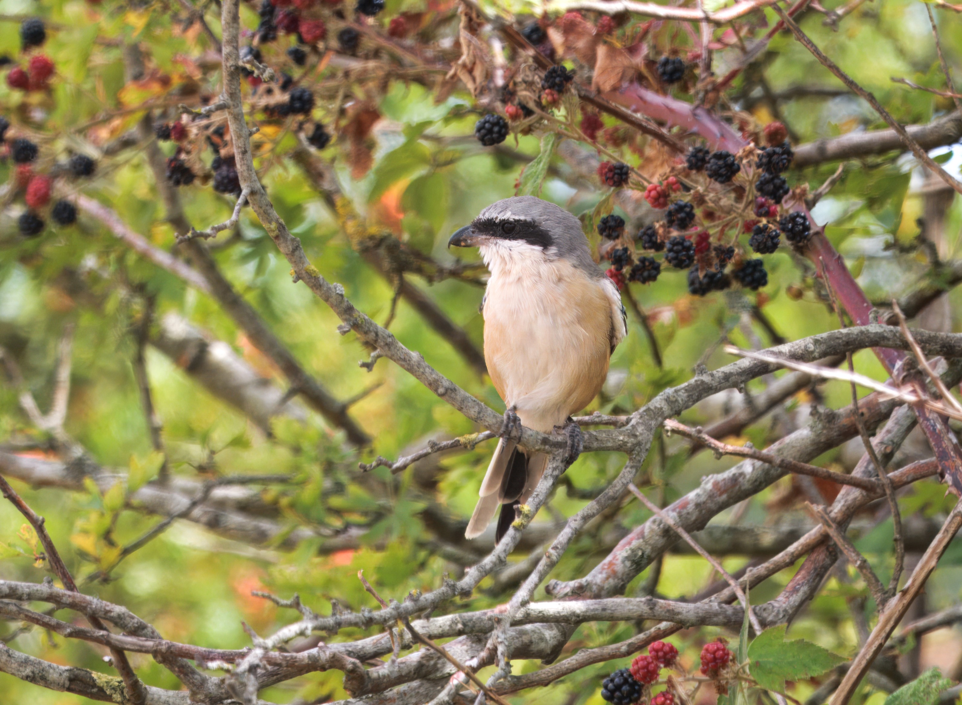 Long-tailed Shrike