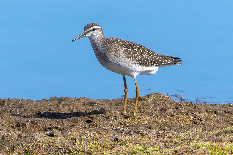 Wood Sandpiper