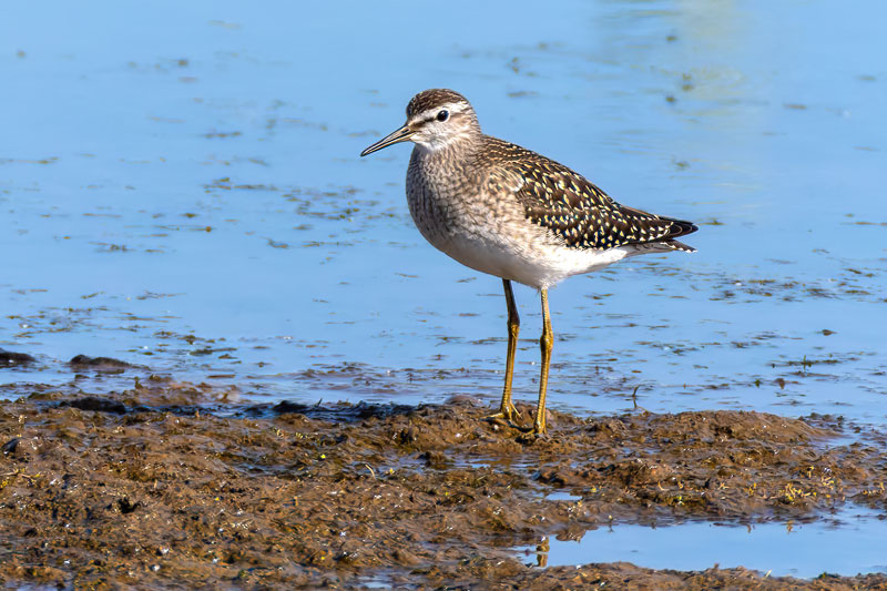 Wood Sandpiper