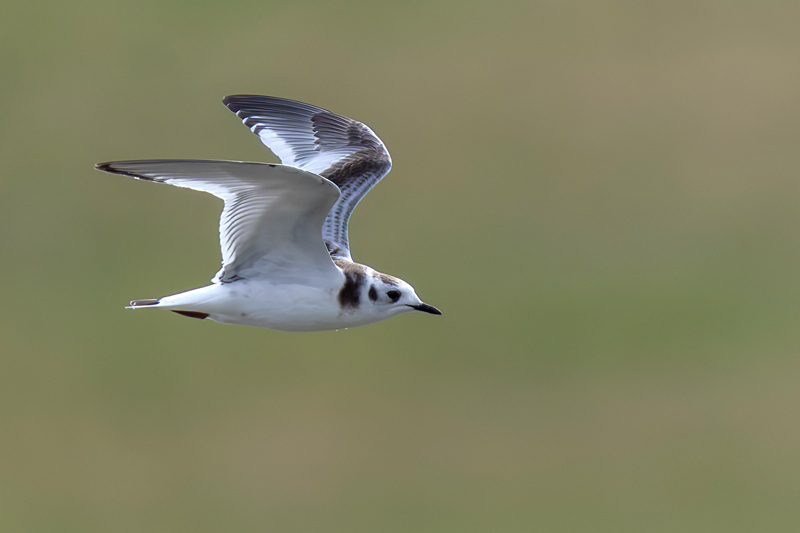 Little Gull