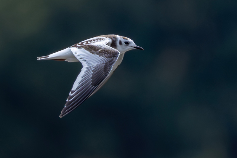 Little Gull