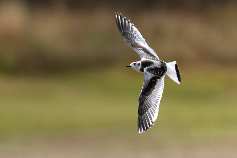 Little Gull