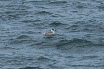 Bonaparte's Gull