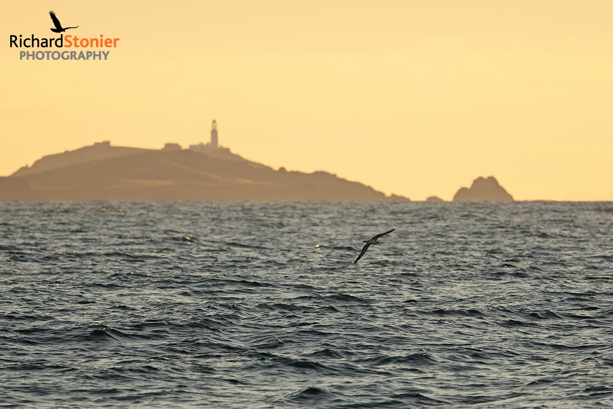 Cory's Shearwater