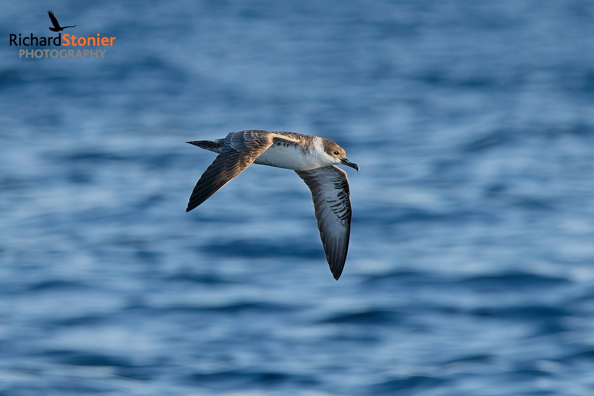 Great Shearwater