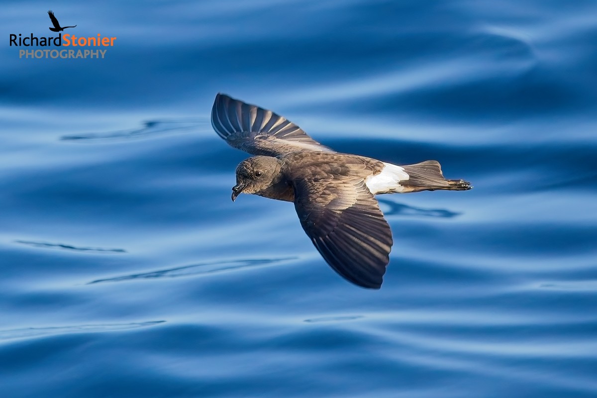 Wilson's Petrel