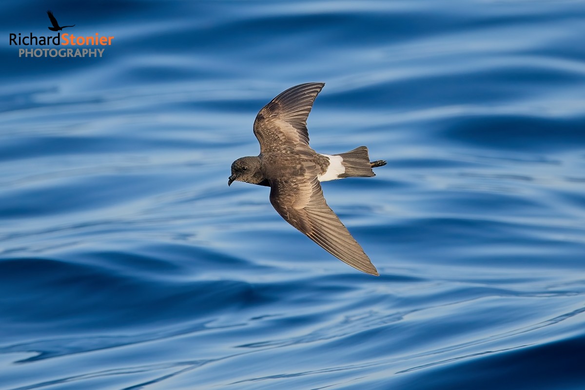 Wilson's Petrel