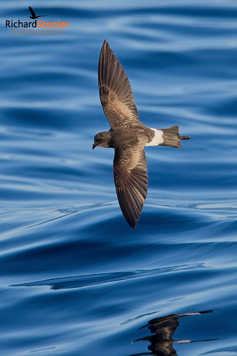 Wilson's Petrel