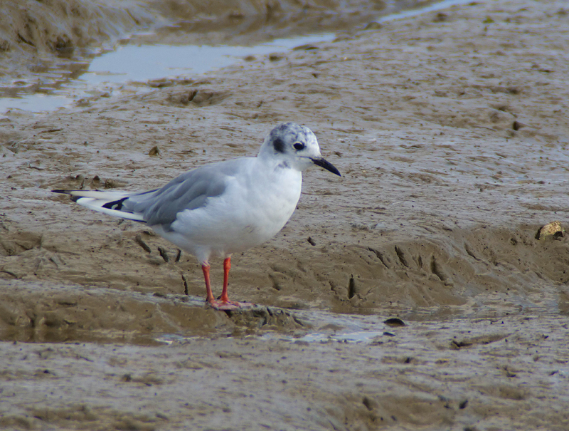 Bonaparte's Gull