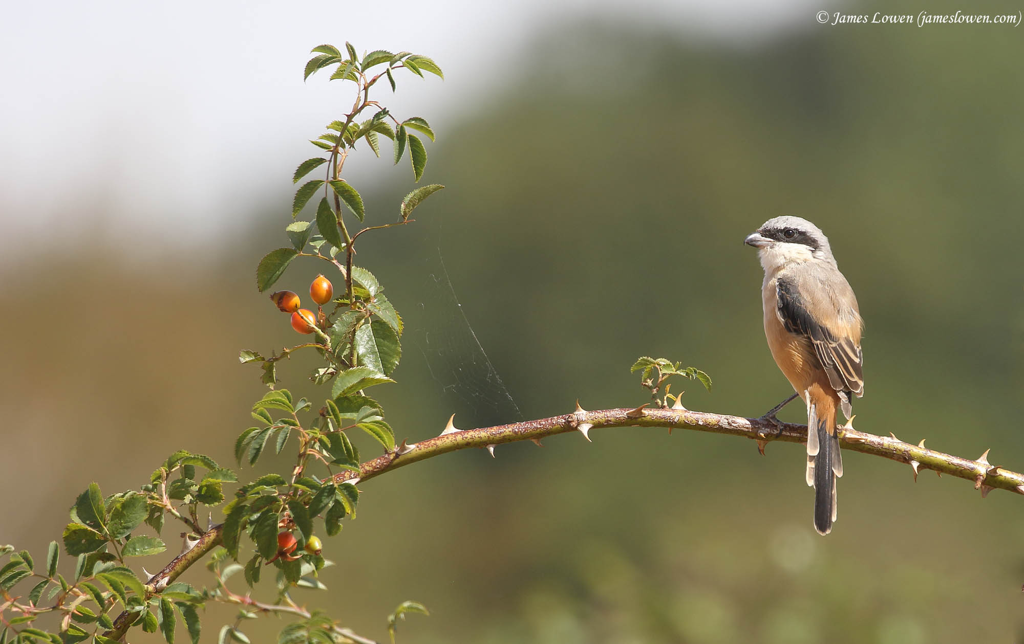 Long-tailed Shrike