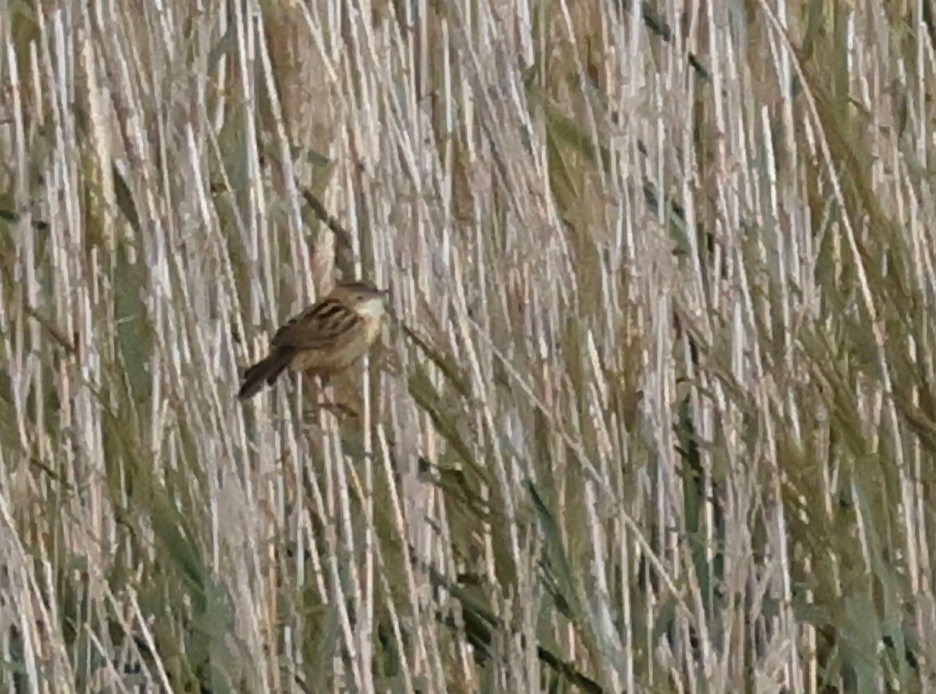 Zitting Cisticola