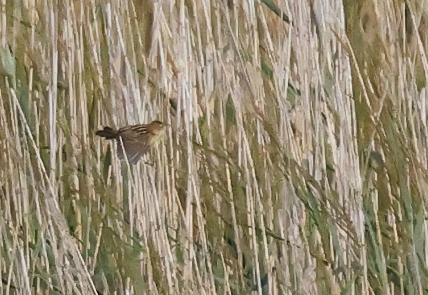 Zitting Cisticola