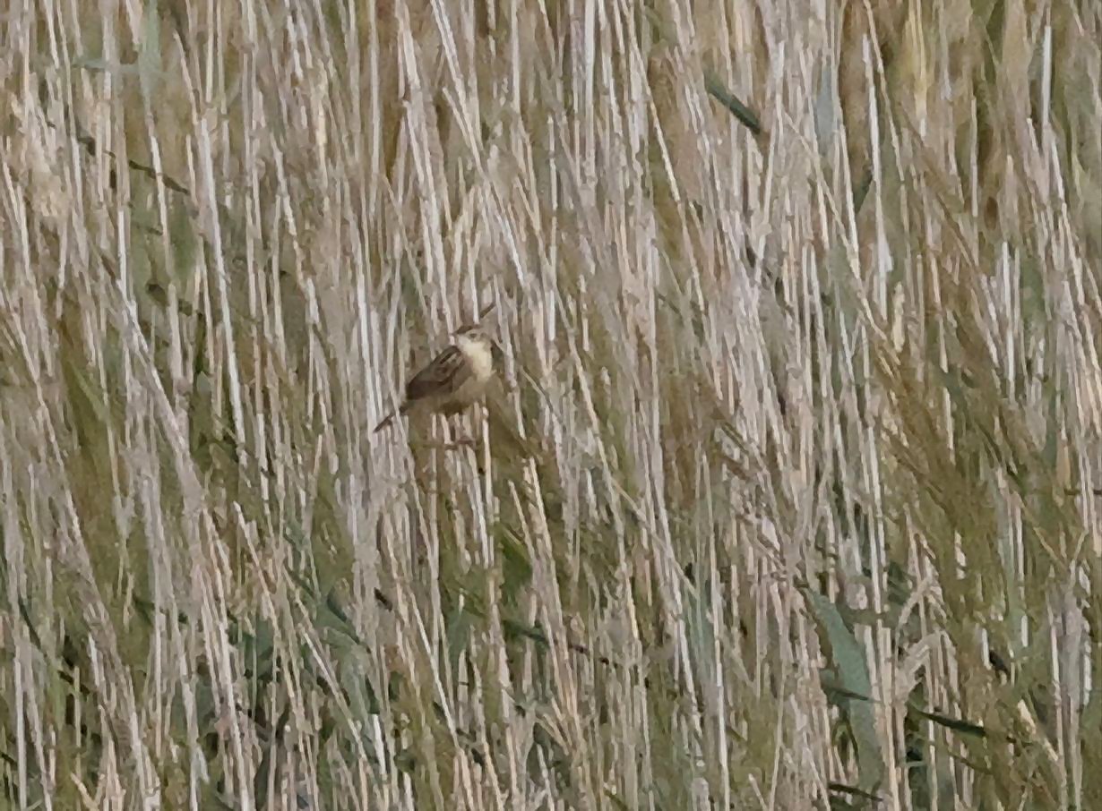 Zitting Cisticola