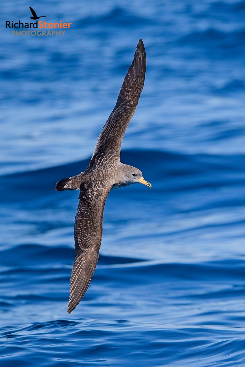 Cory's Shearwater