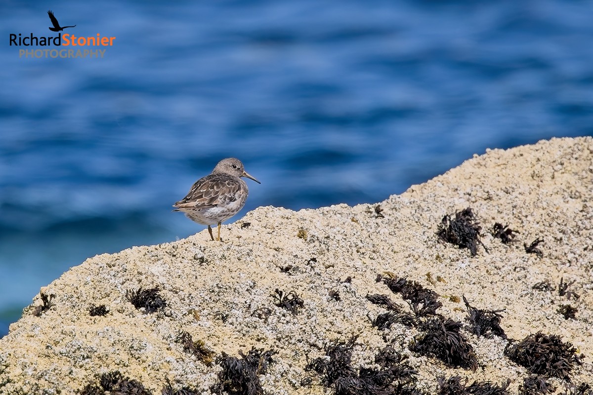 Purple Sandpiper