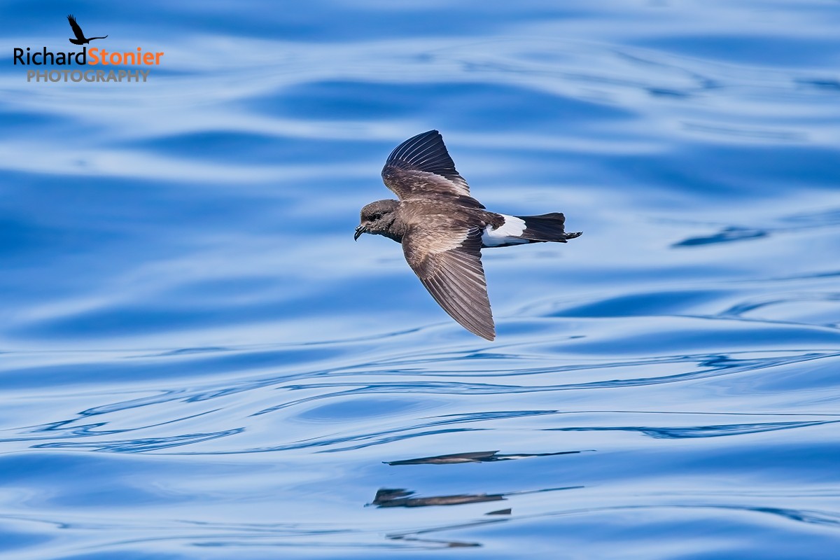 Wilson's Petrel