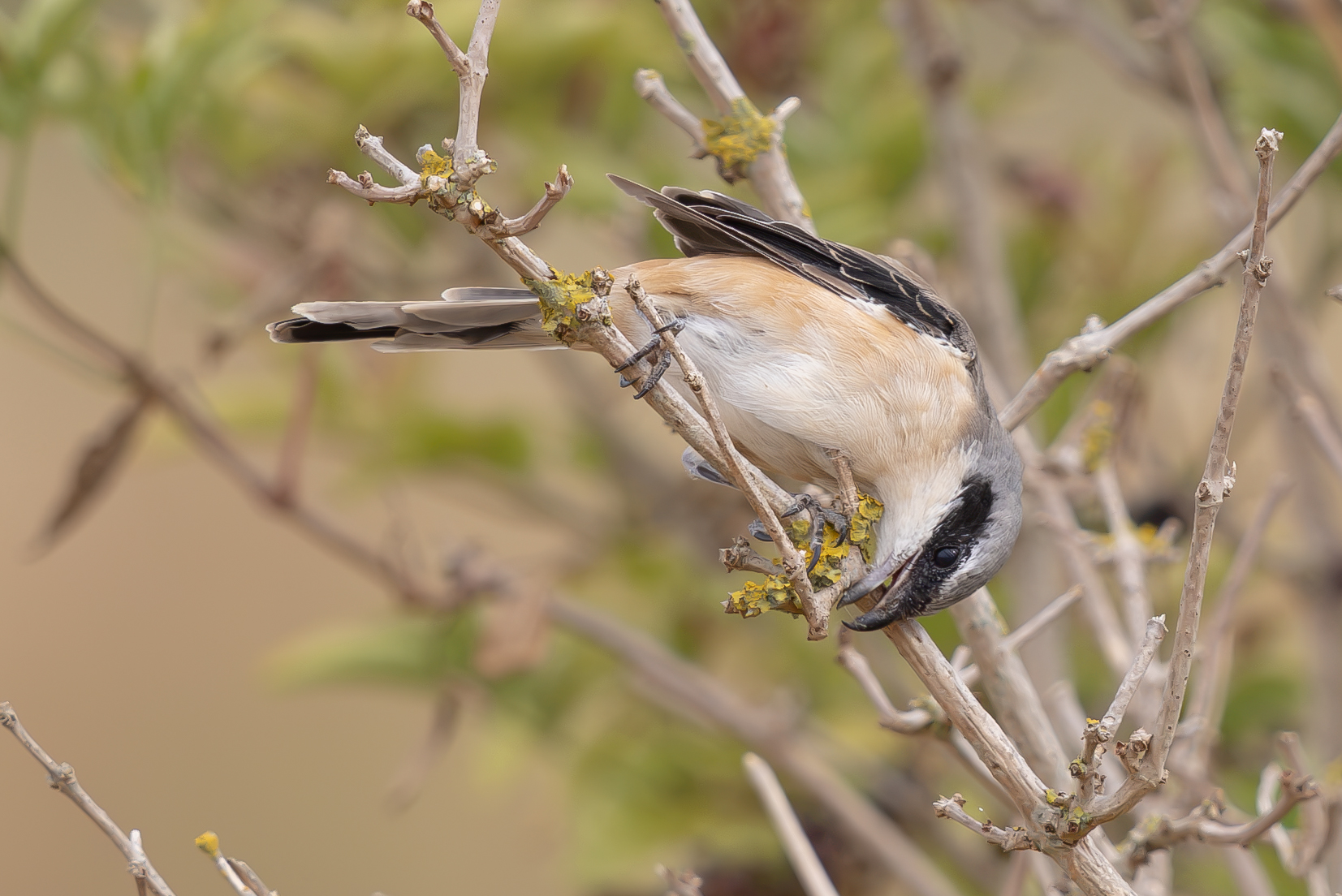Long-tailed Shrike