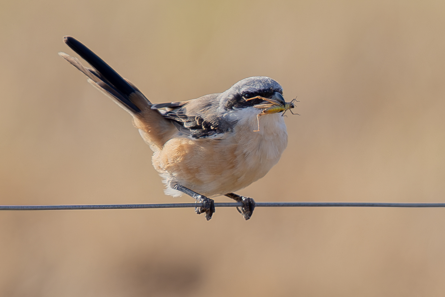 Long-tailed Shrike