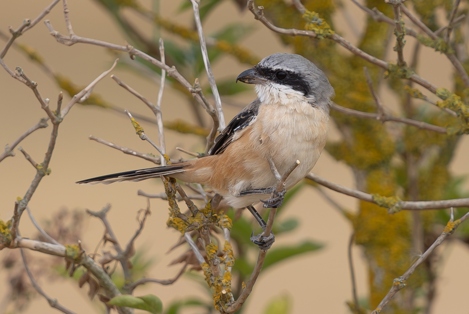 Long-tailed Shrike