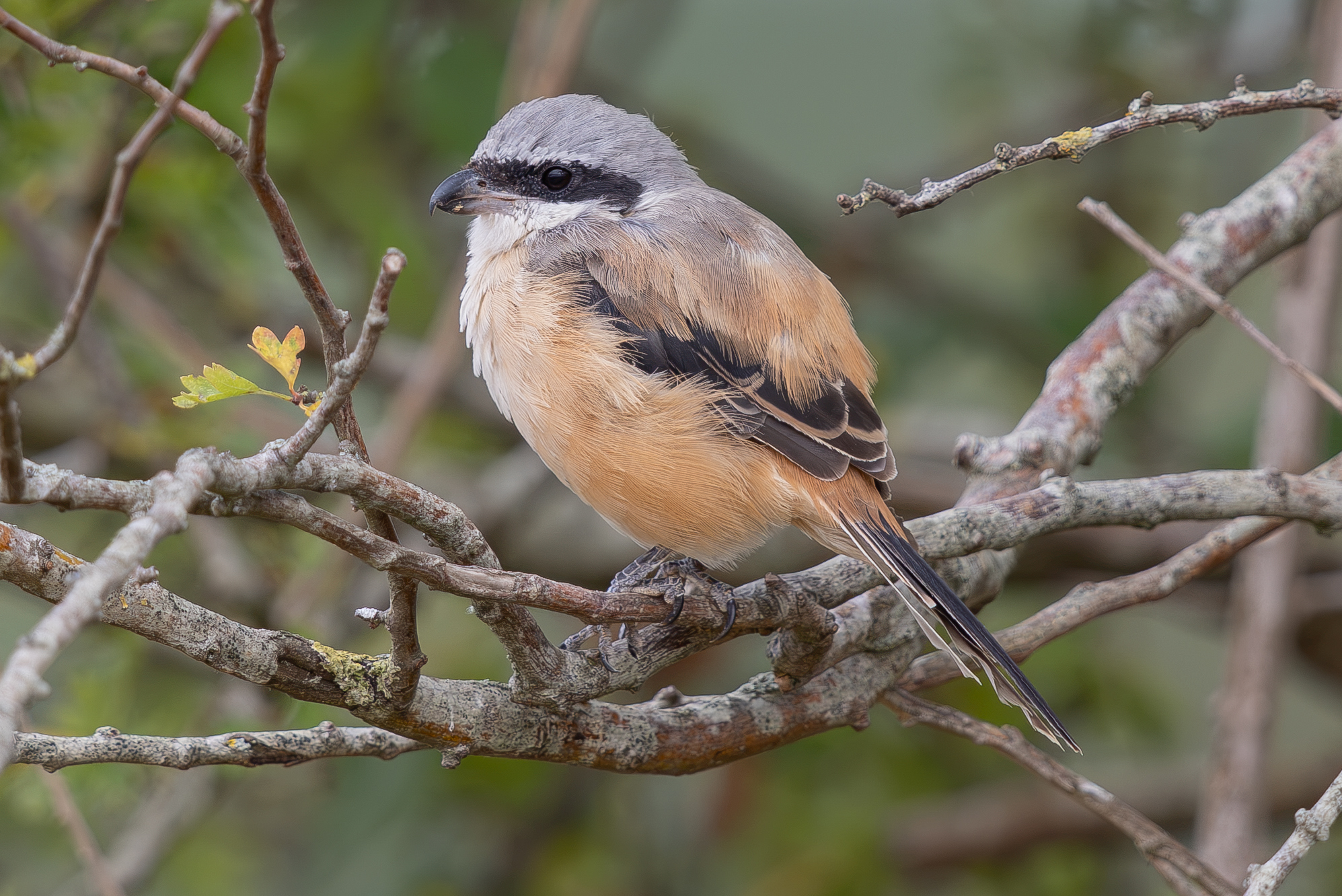 Long-tailed Shrike