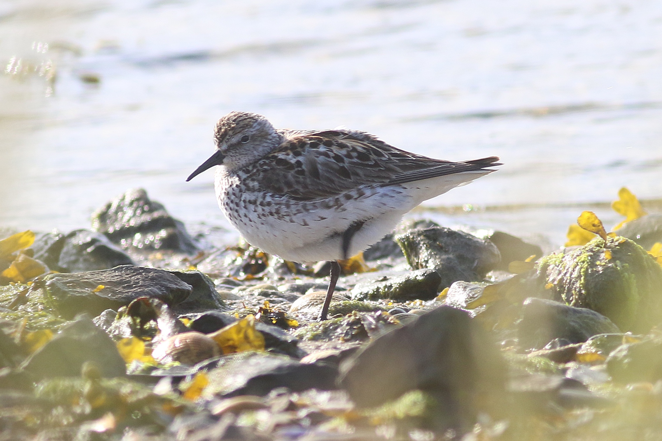White-rumped Sandpiper