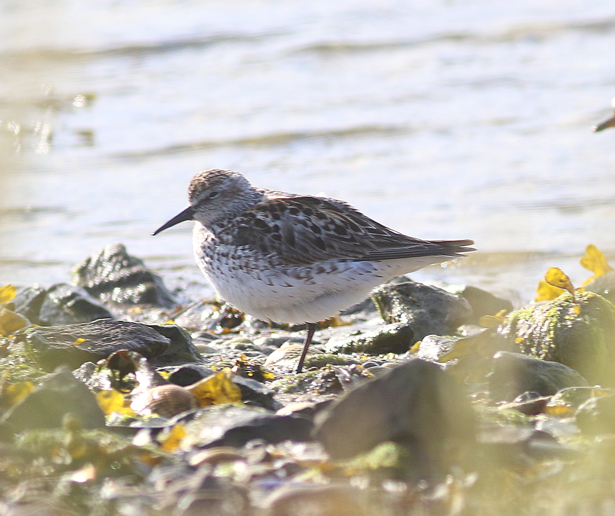 White-rumped Sandpiper