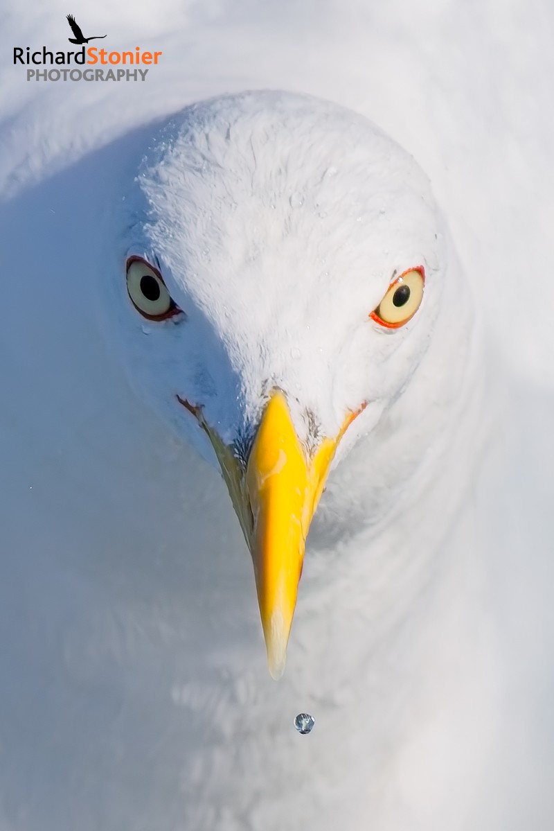 Lesser Black-backed Gull