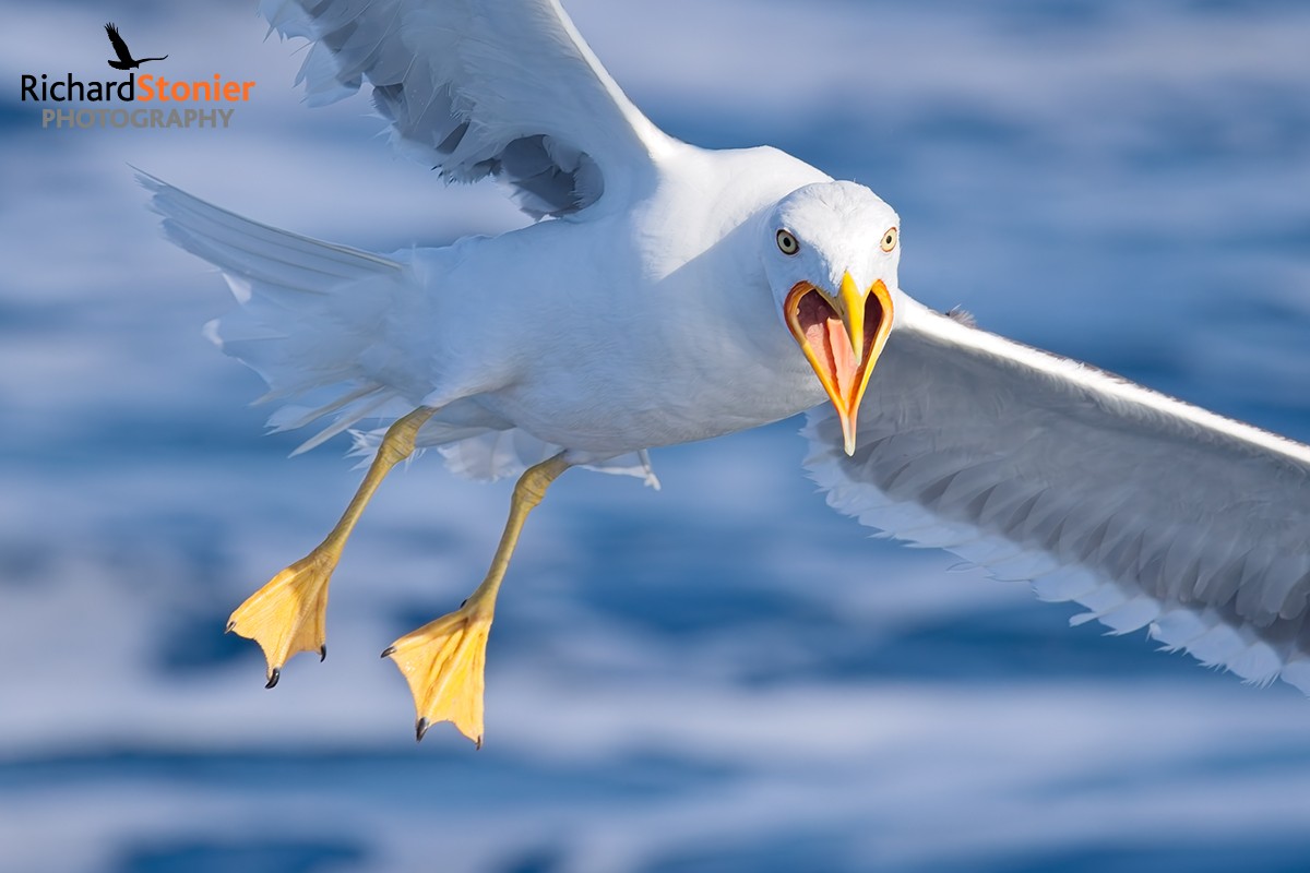 Lesser Black-backed Gull