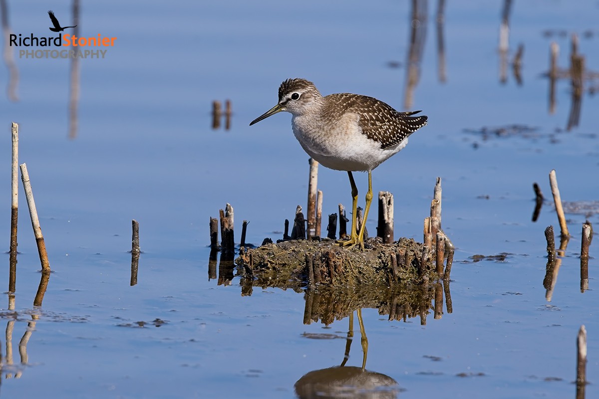 Wood Sandpiper