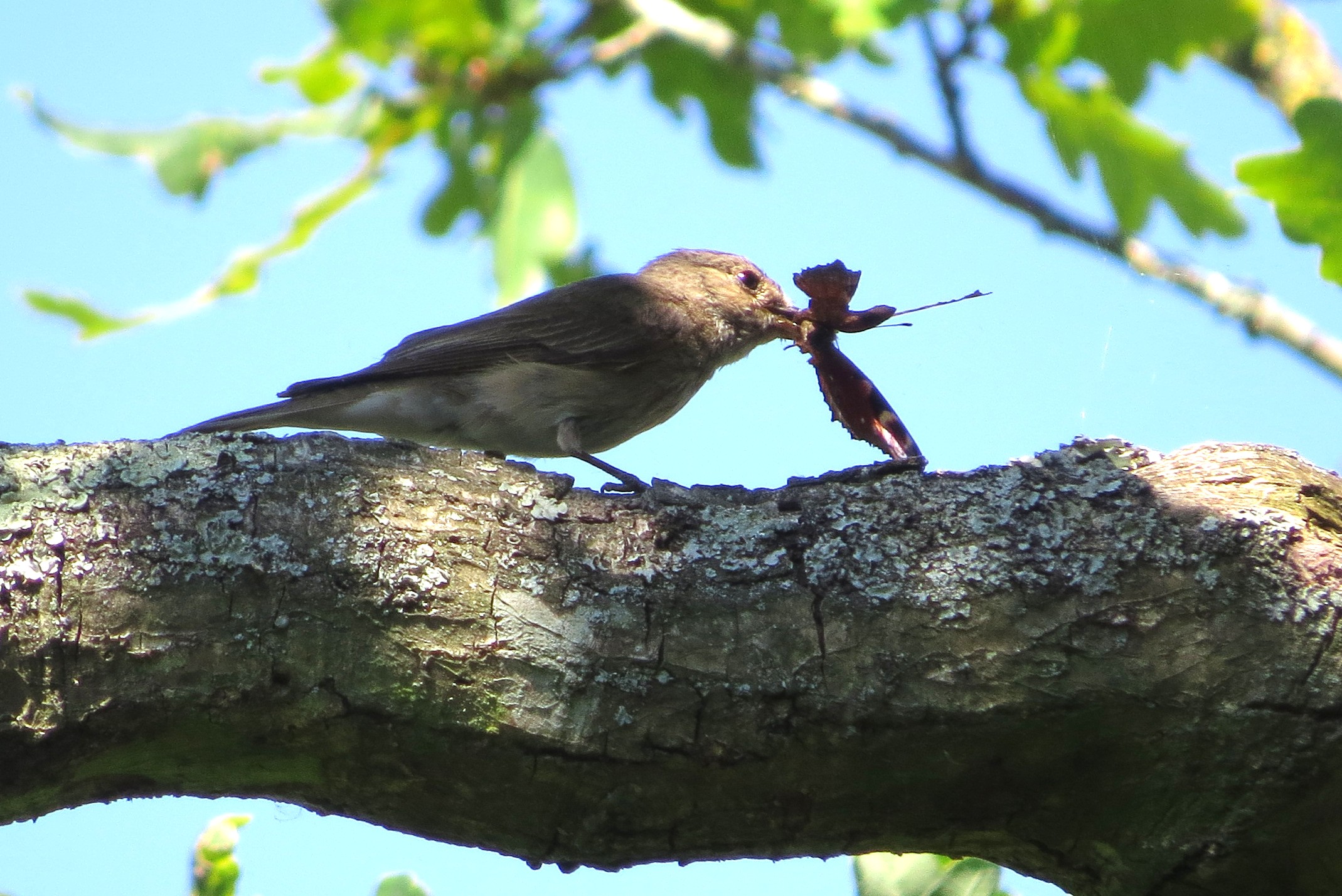 Spotted Flycatcher